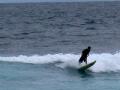 Steve rides a wave in the Galapagos Islands.jpg